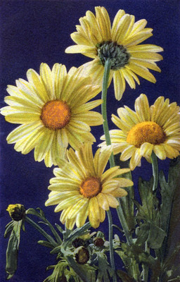 Chrysanthemum segetum par Gyger