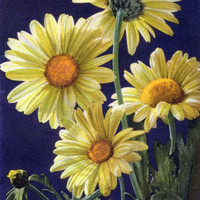 Chrysanthemum segetum par Gyger