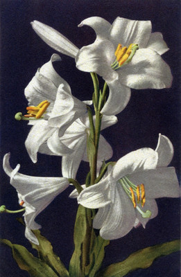 Lys blanc, Lilium candidum, par Gyger