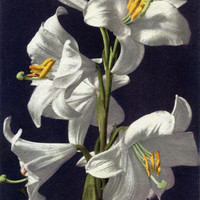 Lys blanc, Lilium candidum, par Gyger