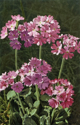 Primevère à œil d’oiseau, Primula farinosa, par Gyger