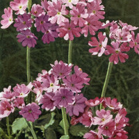 Primevère à œil d’oiseau, Primula farinosa, par Gyger