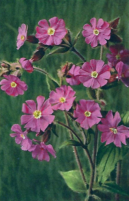 Campion rouge, Lychnis diurna, par Gyger
