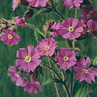 Campion rouge, Lychnis diurna, par Gyger