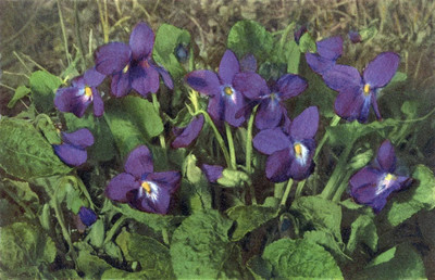 Violette, Viola odorata par Gyger