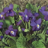 Violette, Viola odorata par Gyger