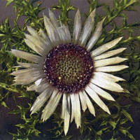 Chardon argenté, Carlina acaulis par Gyger