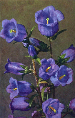 Campanule, campanula, par Gyger