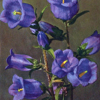 Campanule, campanula, par Gyger