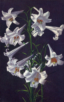 Lys Blanc, Lilium candidum, par Gyger