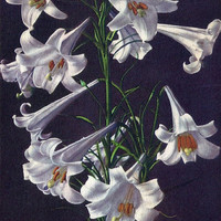 Lys Blanc, Lilium candidum, par Gyger