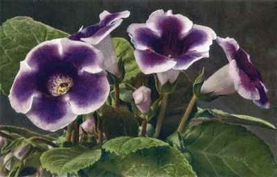 Gloxinia, Sinningia hybrida, par Gyger