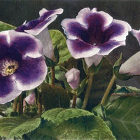 Gloxinia, Sinningia hybrida, par Gyger