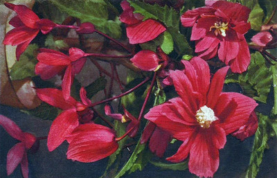 Bégonias par Gyger
