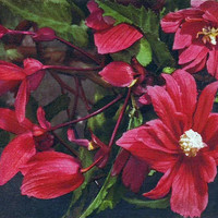 Bégonias par Gyger