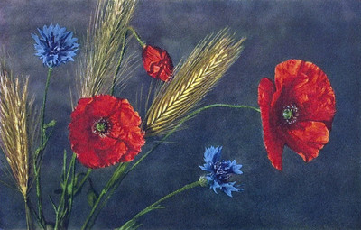 Coquelicots, centaurées, par Gyger