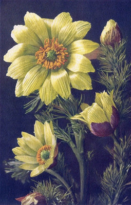 Adonis Vernalis par Gyger
