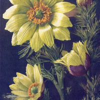 Adonis Vernalis par Gyger