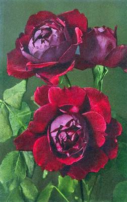 Roses hybrides par Gyger