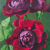 Roses hybrides par Gyger