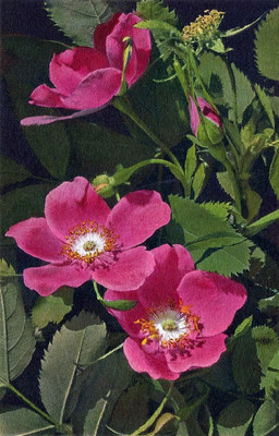 Eglantine, Rosa alpina, par Gyger
