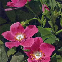 Eglantine, Rosa alpina, par Gyger