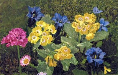Fleurs des Alpes par Gyger