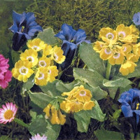 Fleurs des Alpes par Gyger