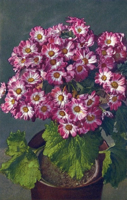 Cineraria par Gyger