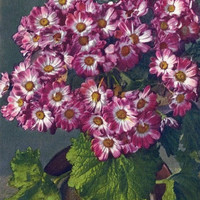 Cineraria par Gyger