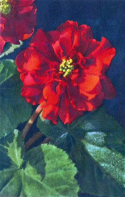 Bégonia par Gyger