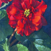 Bégonia par Gyger