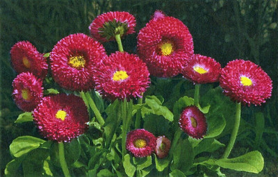 Pâquerettes, Bellis perennis, par Gyger