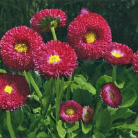 Pâquerettes, Bellis perennis, par Gyger