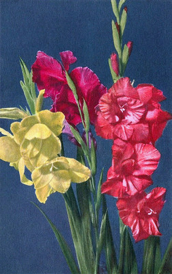 Chrysanthèmes par Gyger