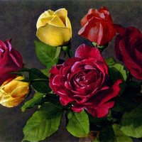 Roses par Gyger