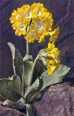 Auricule des Alpes, primula auricula, par Gyger