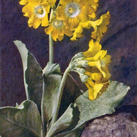 Auricule des Alpes, primula auricula, par Gyger