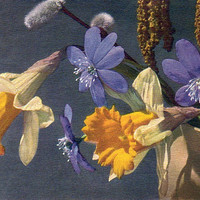 Fleurs de printemps par Gyger