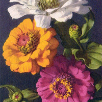 Zinia elegans par Gyger