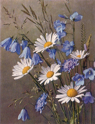Campanula rhomboidalis, scabiosa lucida, chrysanthemum leucanthemum