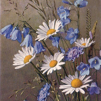 Campanula rhomboidalis, scabiosa lucida, chrysanthemum leucanthemum