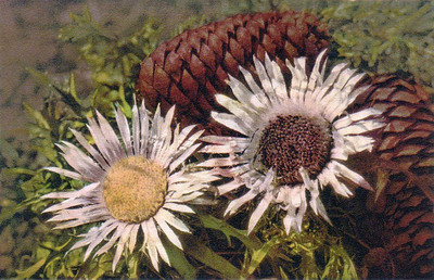 Chardon argenté, Carlina acaulis par Gyger