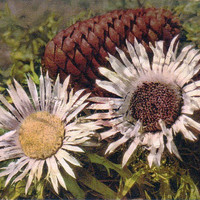 Chardon argenté, Carlina acaulis par Gyger