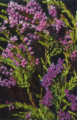 Bruyère, calluna vulgaris par Gyger
