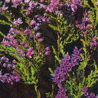 Bruyère, calluna vulgaris par Gyger