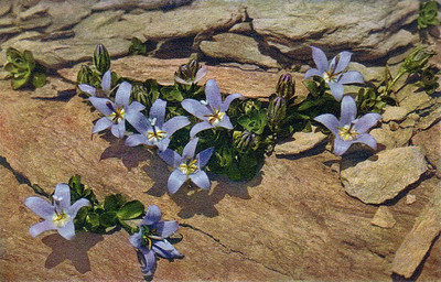 Campanule du Mont Cenis par Gyger