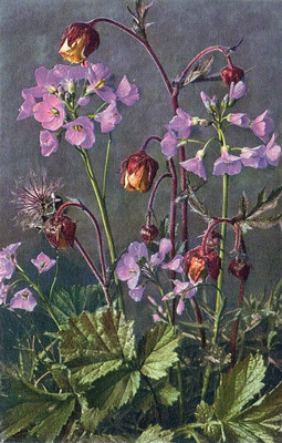 Cardamine pratensis par Gyger