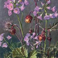 Cardamine pratensis par Gyger
