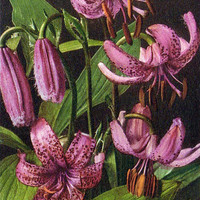 Lys martagon par Gyger